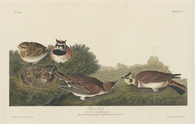 Pobřežní Lark od Robert Havell after John James Audubon