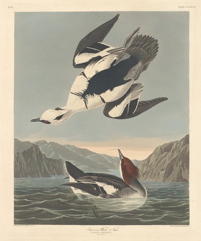 Smew nebo White Nun od Robert Havell after John James Audubon