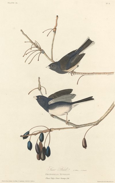 Ptáček od Robert Havell after John James Audubon