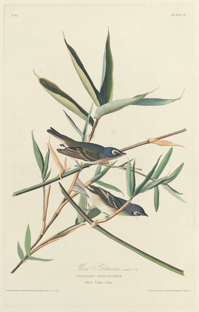 Mucholapka samotářka od Robert Havell after John James Audubon