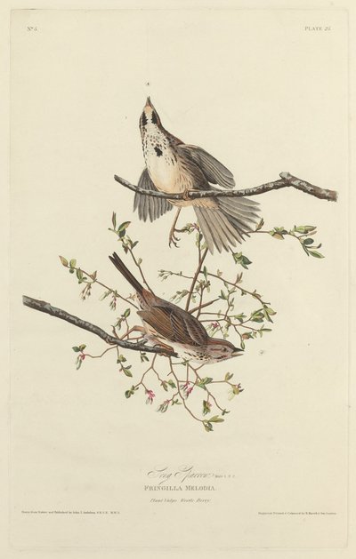 Píseň Sparrow od Robert Havell after John James Audubon