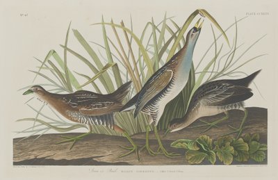 Sora nebo Rail od Robert Havell after John James Audubon