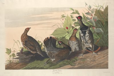 Skvrnitý Grous od Robert Havell after John James Audubon