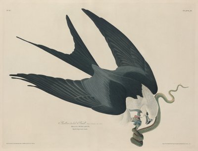 Jestřáb vlaštovčí od Robert Havell after John James Audubon