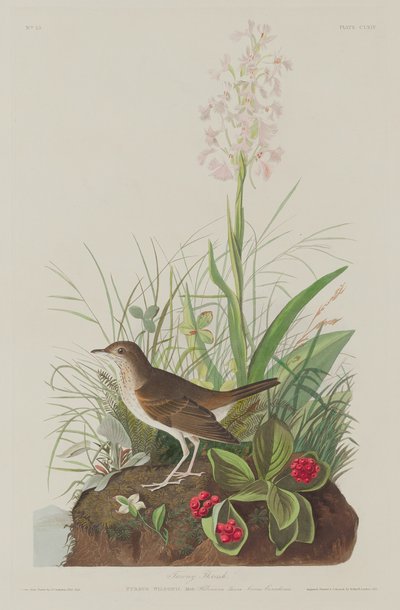 Tawny Thrush od Robert Havell after John James Audubon
