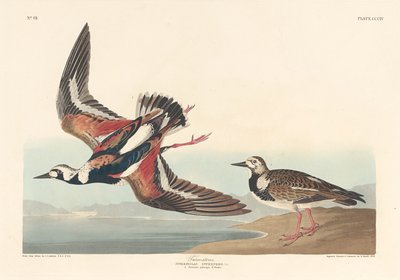 Turn-stone od Robert Havell after John James Audubon