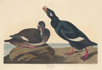 Sametová kachna od Robert Havell after John James Audubon