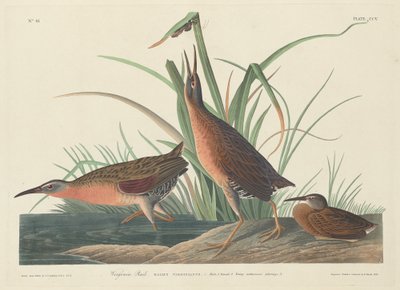 Virginia Rail od Robert Havell after John James Audubon