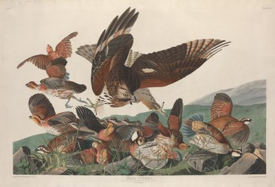 Virginian Partridge od Robert Havell after John James Audubon