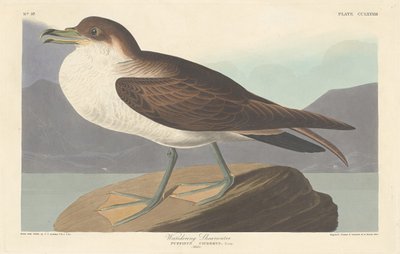 Putující Shearwater od Robert Havell after John James Audubon