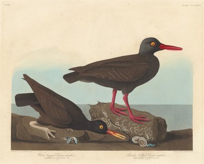 Ústřičník bělonohý a ústřičník štíhlý od Robert Havell after John James Audubon