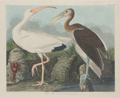 Ibis bílý od Robert Havell after John James Audubon