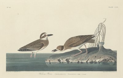 Kulík Wilsonův od Robert Havell after John James Audubon