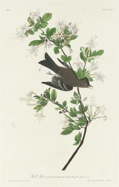 Dřevěný Pewee od Robert Havell after John James Audubon