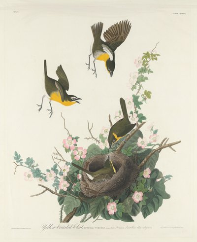Žlutoprsý Chat od Robert Havell after John James Audubon