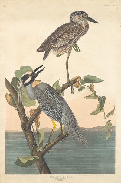 Volavka žlutokorunovaná od Robert Havell after John James Audubon