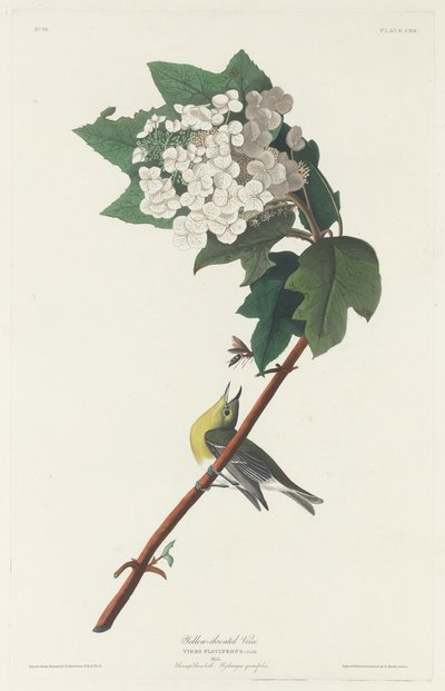 Vireo žlutohrdlý od Robert Havell after John James Audubon