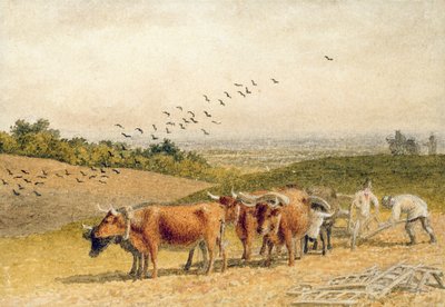 Voli orat Downland pole od Robert Hills
