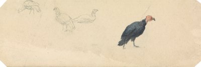 Studie z Turecka od Robert Hills
