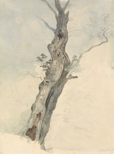 Stromová studie od Robert Hills
