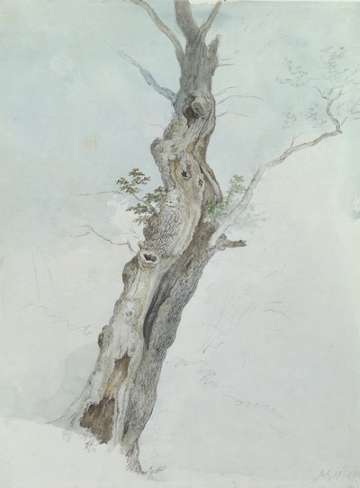 Tree Study, cca 1800-05 (wc nad grafitem na papíře) od Robert Hills