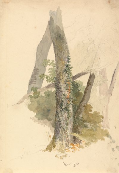 Stromová studie s Ivy Ling to Stump od Robert Hills