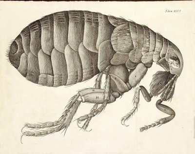 Průřez Blechou z Micrographia, pub. 1665 od Robert Hooke