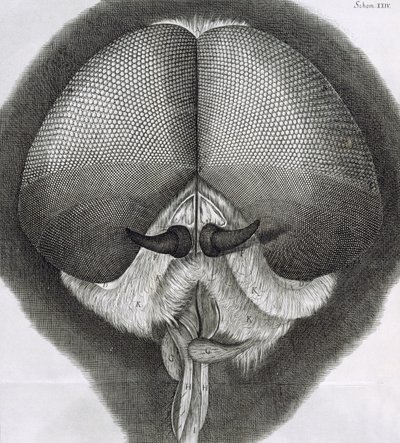 Šedá moucha, pozorování XXXIX z Hookes Micrographia, 1664 od Robert Hooke