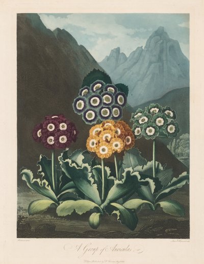 The Temple of Flora, or Garden of Nature: A Group of Auriculas, 1803. od Robert John Thornton