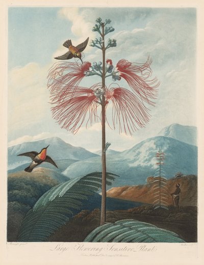 Chrám flóry nebo zahrada přírody: Velká kvetoucí citlivá rostlina, 1799-1807. od Robert John Thornton