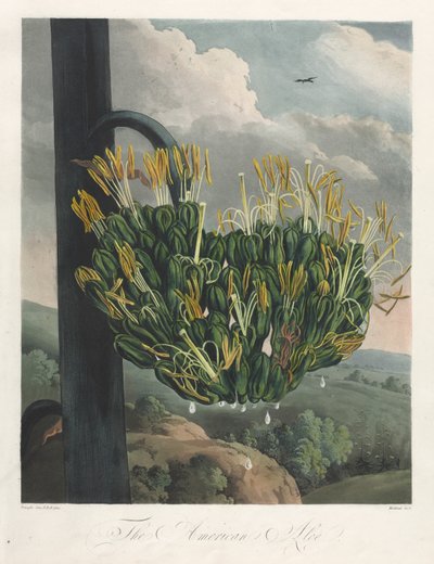 The Temple of Flora, or Garden of Nature: The American Aloe, 1807. od Robert John Thornton