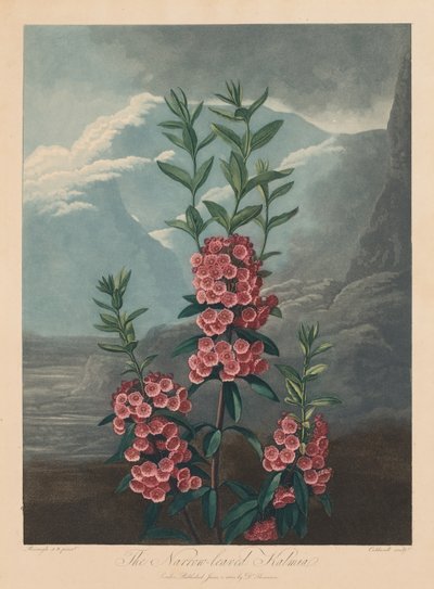 Chrám Flóry nebo zahrada přírody: Úzkolistá Kalmia, Mountain Laurel, 1804. od Robert John Thornton