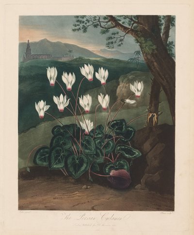 Chrám Flóry nebo zahrada přírody: Perský Cyclamen, 1799-1807. od Robert John Thornton