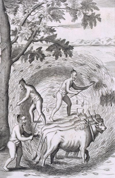 Způsob šlapání jejich rýže, hospoda. 1681. od Robert Knox