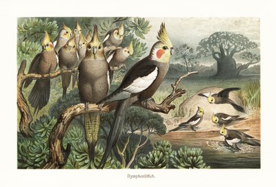 Hejno korel, Nymphicus hollandicus, u vodní díry. 1882 (chromolitograf) od Robert Kretschmer