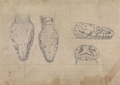 Studie hlavy hada od Robert Smirke