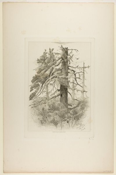 Staré stromy na ostrově Naushon od Robert Swain Gifford