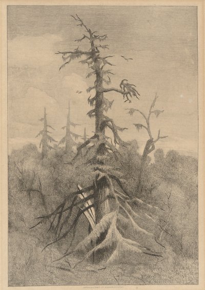 Staré stromy na ostrově Naushon od Robert Swain Gifford