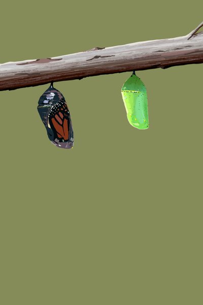 Monarch Cocoons, 2022 (digitální) od Roberta Murray