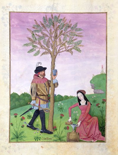 Levandule, čemeřice a příbuzný rodiny okurkových, Ilustrace z Knihy jednoduchých léků od Matthaeus Platearius 131r od Robinet Testard