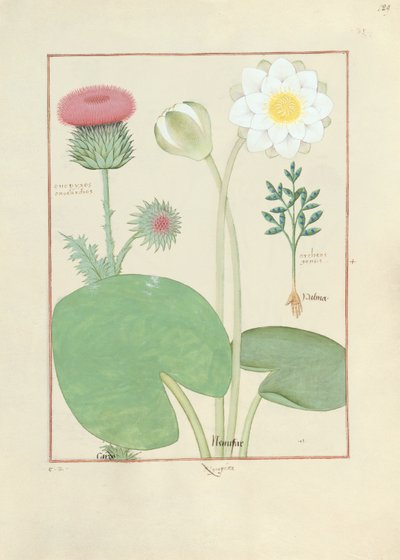 Ostropestřec, leknín a rostlina skočec, ilustrace z Knihy jednoduchých léků, Matthaeus Platearius od Robinet Testard