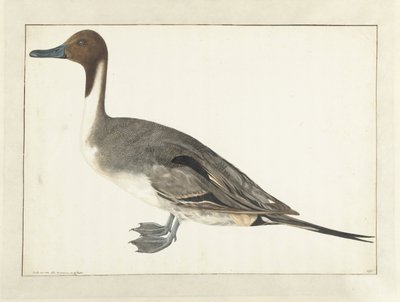 Drake Pintail od Rochus van Veen