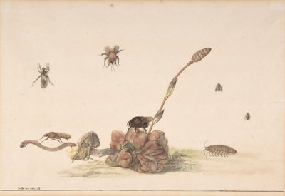 Různé druhy hmyzu houbou, 1681. od Rochus van Veen