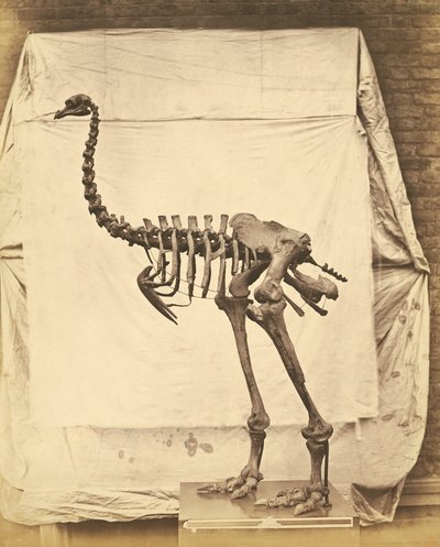 Dinornis Elephantopus Dinosaurus od Roger Fenton