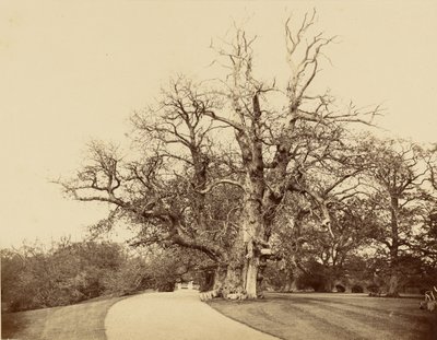 [Studie stromu a příjezdové cesty] od Roger Fenton