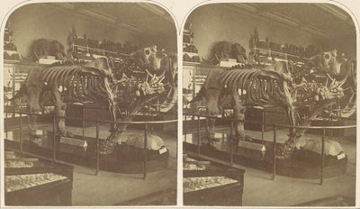 Megatherium, Britské muzeum, 50. léta 19. století. od Roger Fenton