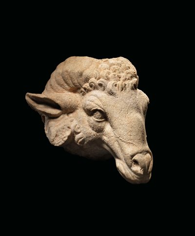 Hlava berana, cca 1. století před naším letopočtem - 1. století našeho letopočtu (mramor) od Roman Roman