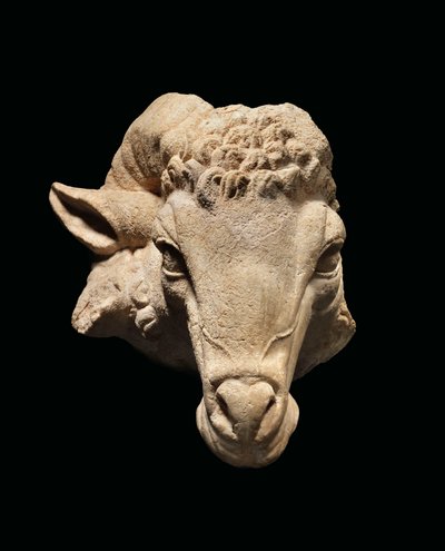 Hlava berana, cca 1. století před naším letopočtem - 1. století našeho letopočtu (mramor) od Roman Roman