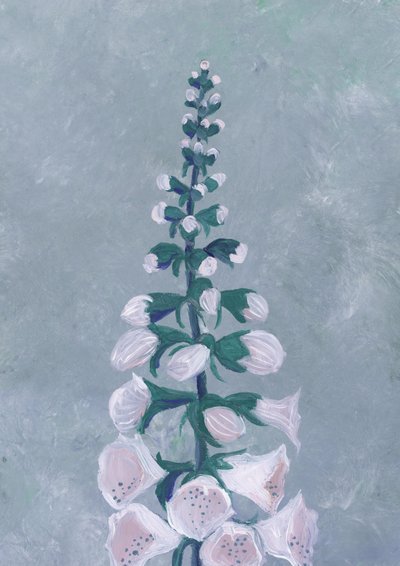 Květ bílé náprstnice od Rosana Laiz Blursbyai