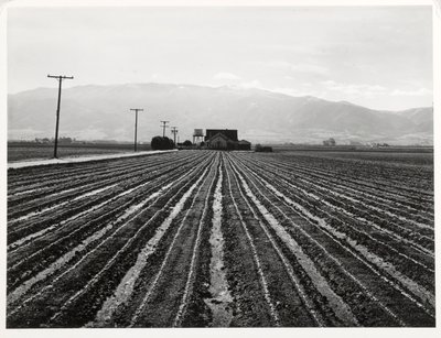 Mladý salát, Salinas, Kalifornie od Russell Lee
